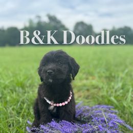 Belle - female Golden Mountain Doodle puppy in Benton, Arkansas from B&K Doodles, LLC