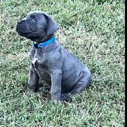 Cane Corso All Grown Up from Southern Sugar Cane Corso LLC