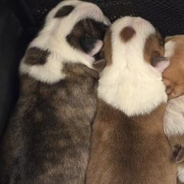 Boston Terriers from Emerald Moon Bostons