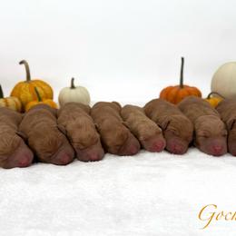 Female - Yellow female Labrador Retriever puppy in Sherrard, Illinois from Gochee Labs