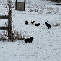 Dachshund Puppies from Doxie Acres