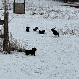 Dachshund Puppies from Doxie Acres