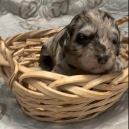 Gabby - Chocolate merle female Bernedoodle puppy in Williston, Florida from Tera Caldwell