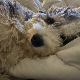 JoB - Bernedoodle