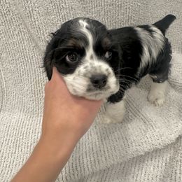 Sweetie Pie - Black and white female Cocker Spaniel puppy in Oklahoma City, Oklahoma from BRX Country Cockers LLC