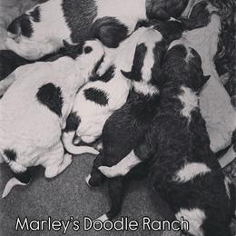 Girl 2 - Black and white female Sheepadoodle puppy in Danville, Indiana from Marley’s Doodle Ranch