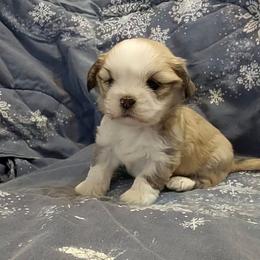 Max D1 - Golden male Lhasa Apso puppy in Norman, Oklahoma from Steve's Puppies