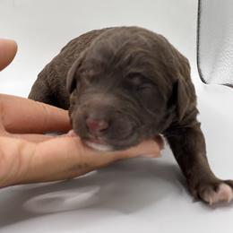 Coco - Chocolate female Labradoodle puppy in Ellenwood, Georgia from Four Paws Down
