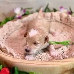 Shaka (green) - Apricot male Goldendoodle puppy in Haltom City, Texas from Ohana Doodles