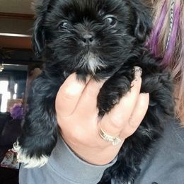 Aussiedoodle, Bernedoodle, Poodle, Shihpoo, and Shih Tzu Puppies from Route 66 Poodles & Doodles, Sapphire Shih-tzu's of Ohio