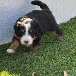 Bernedoodle Puppies from Sixlittles and Bernedoodles
