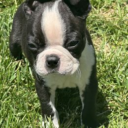 Luka - Black and white male Boston Terrier puppy in Belleville, Missouri from Belleville Bostons