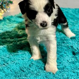 Dolphin - Black and white female Chinese Crested puppy in New Smyrna Beach, Florida from FronkLinn Kennel