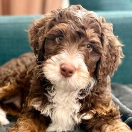 Drew - Brown male Bernedoodle puppy in California from Cam’s Doodlez