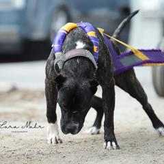 Sunday - Perro de Presa Canario