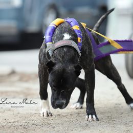 Sunday - Perro de Presa Canario