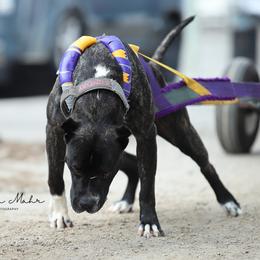 Sunday - Perro de Presa Canario