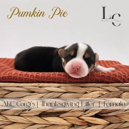 Pumpkin Pie - Black and tan female Pembroke Welsh Corgi puppy in Pine Village, Indiana from NL Horsemanship