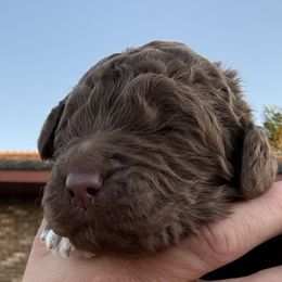 Bernard - Brown and white male Saint Berdoodle puppy in Beach, North Dakota from Badland St. Berdoodles LLC