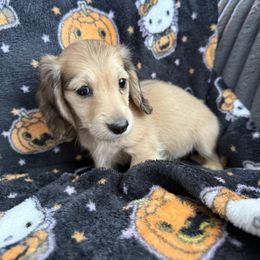 Layla - Cream female Dachshund puppy in Menifee, California from TeenieWeenieDoxies