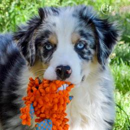 Australian Shepherd and Miniature Australian Shepherd Puppies from 3Laussies