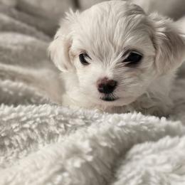 LITTLE BROWN - White male Maltese puppy in Victoville, California from T&C Maltese