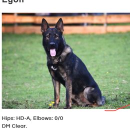 German Shepherd All Grown Up from CzechDDR