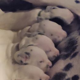 Dalmatian Puppies from Delaney's Dalmatians