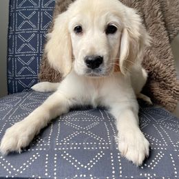 Golden Retriever Puppies from TriStar Goldens