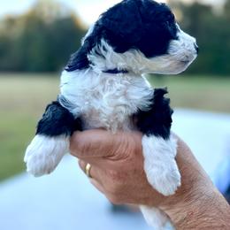 Purple Girl (Hermione) - Black and white female Bernedoodle puppy in Moulton, Alabama from Triple W Doodles