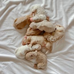 Goldendoodle Puppies from Northern California Doodles & Poodles