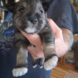 Boy 1 - Salt and pepper male Miniature Schnauzer puppy in Raymond, Washington from Springs Miniature Schnauzers