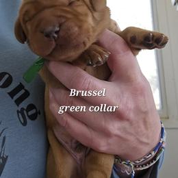 Brussel - Yellow male Labrador Retriever puppy in Sidney, Nebraska from Nebraska Strong Labradors