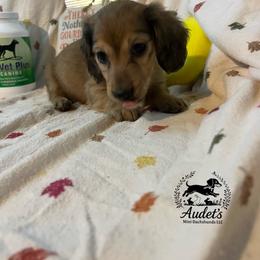 Louie - Cream male Dachshund puppy in East Dover, Vermont from Audet’s Mini Dachshunds