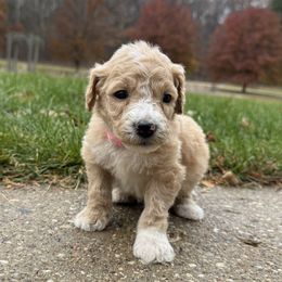 Kessie - Light Pink - Red  female Goldendoodle puppy in Kent City, Michigan from Hannah Mae Doodles