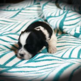 Boy 2 - male Havanese puppy in Hamptonville, North Carolina from Alabama Havanese Kennel
