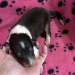 Girl 6 - Black white and tan female Collie puppy in Bad Axe, Michigan from Collie Campo