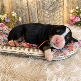 Rodeo - Tri-color male Bernedoodle puppy in Ashton, Idaho from Kerr Kanine Ranch