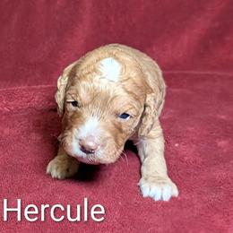 Hercule - Golden male Cockapoo puppy in Sunset, Louisiana from Cano Cockapoos