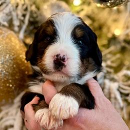 Grey collar - Black rust and white male Bernese Mountain Dog puppy in Altura, Minnesota from Bluffside Berners
