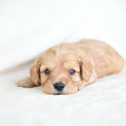 Finn - Apricot male Cavapoo puppy in Lawton, Oklahoma from Lindsey’s Cavies