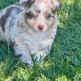 Applejack - Red merle female Australian Shepherd puppy in California from Eagle River Aussies