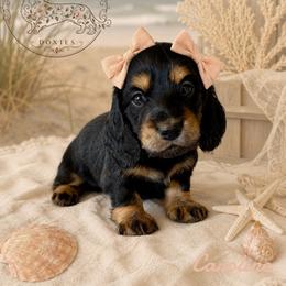 Caroline - Black and tan female Dachshund puppy in Riverton, Wyoming from Wild Rose Ridge Doxies