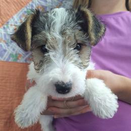 Annie - White black and tan female Wire Fox Terrier puppy in Lancaster, Missouri from Missouri Meadows Farm