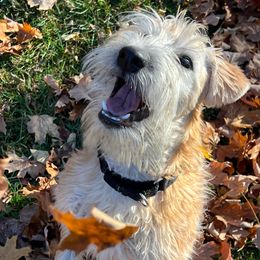 Molly - Soft Coated Wheaten Terrier