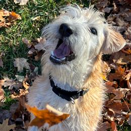 Molly - Soft Coated Wheaten Terrier