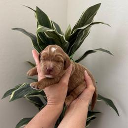 Green collar - Apricot male Goldendoodle puppy in Surprise, Arizona from AZ Ohana Doodles