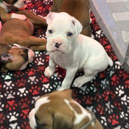 Frosty - White male Boxer puppy in Waycross, Georgia from David's Boxers