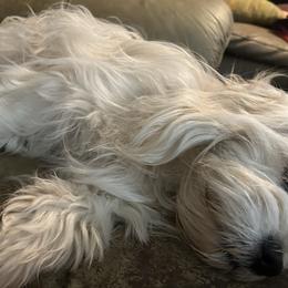 Lhasa Apsos from Sheri's Lhasa Apso Puppies
