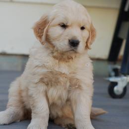 Purple female - Golden female Golden Retriever puppy in Meeteetse, Wyoming from Greybull River Goldens